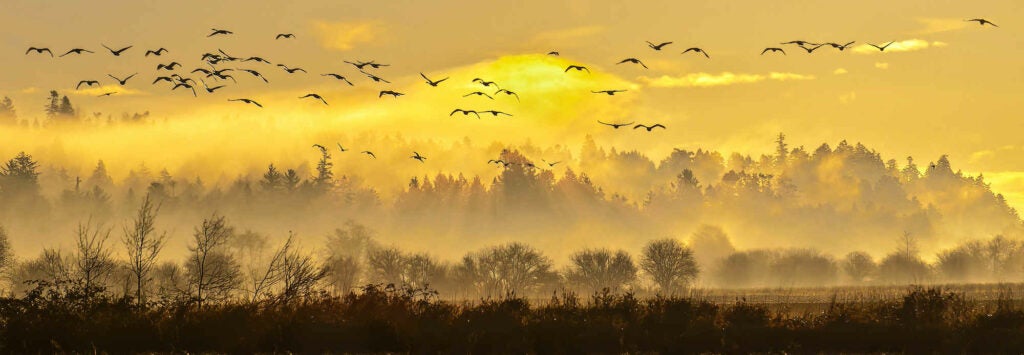 As the sun rises over the Comox Valley a flock of Trumpeter Swans make their way to the marshes during their annual winter migration to the B.C coast.