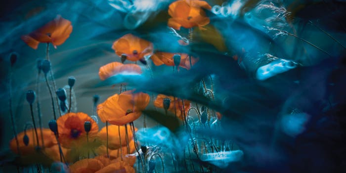Into the Mystic: Conveying Intimately Sensual Floralscapes Into the Mystic: Conveying Intimately Sensual Floralscapes