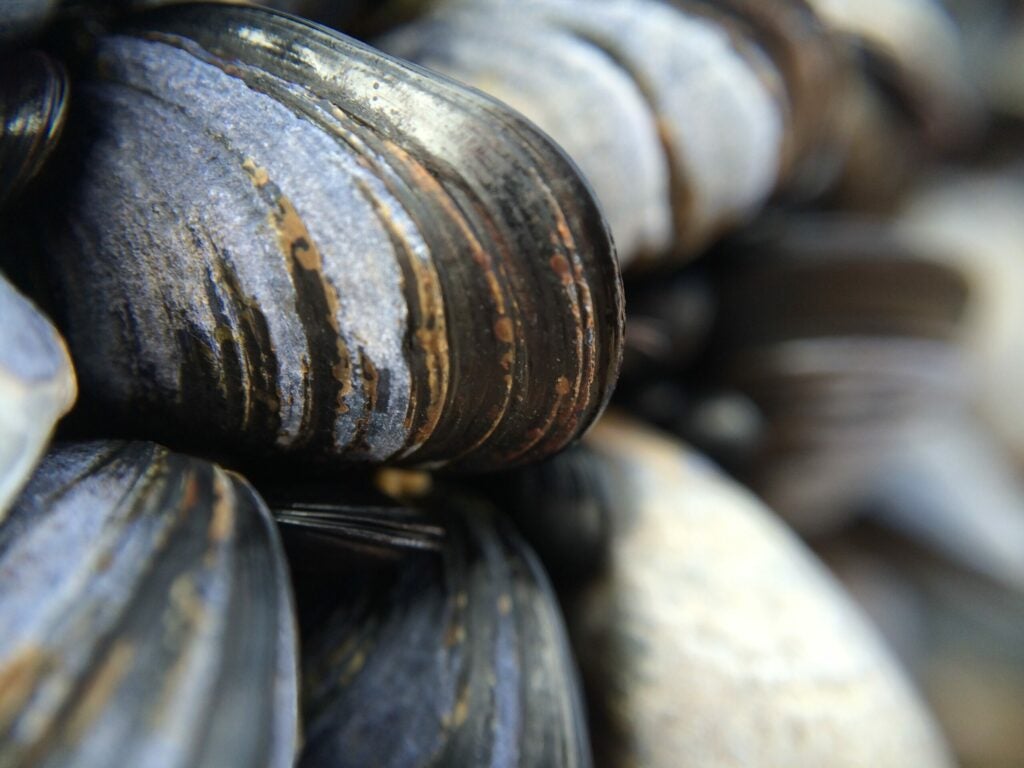 Mussels