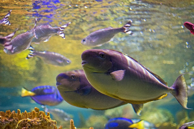 Today's Photo of the Day comes from Flickr user Pretty Cranium and was taken at the New England Aquarium in Boston using a Nikon D7100 with a 35.0 mm f/1.8 lens. See more work <a href="https://www.flickr.com/photos/8142868@N02/">here. </a>