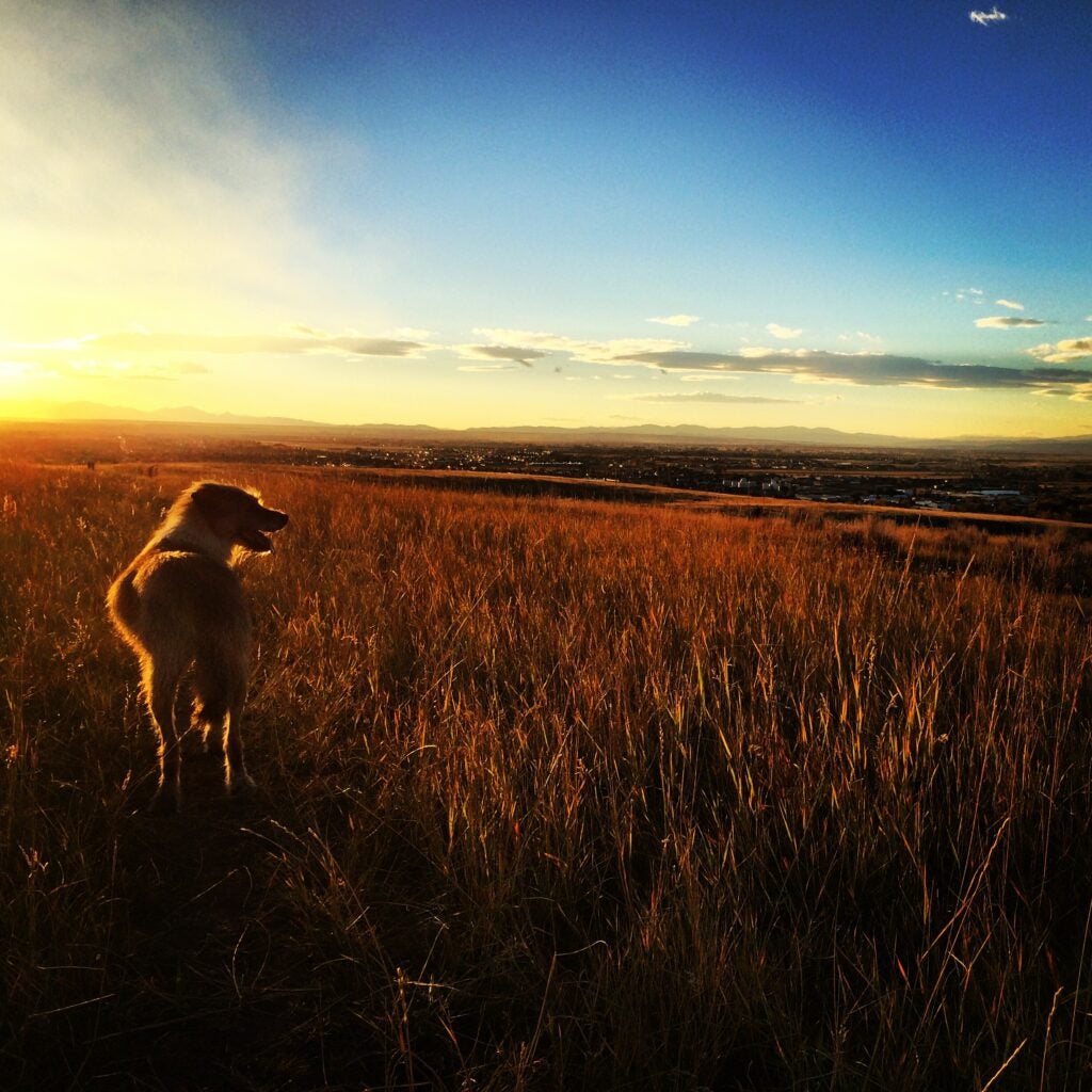 Bobo at sunset