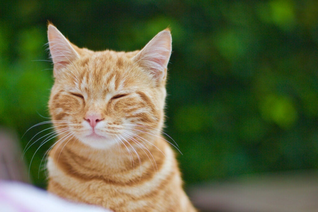 Today's Photo of the Day was captured by Martin Buckley who used a Canon EOS 700D with a EF 50mm f/1.8 II lens at 1/1600 sec, f/1.8 and ISO 100 to snap this simple cat portrait. See more work <a href="https://www.flickr.com/photos/132536341@N02/">here. </a>