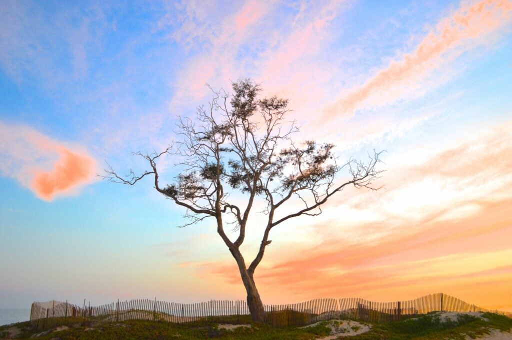 A Lone Tree Against the Pacific