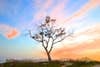 A Lone Tree Against the Pacific