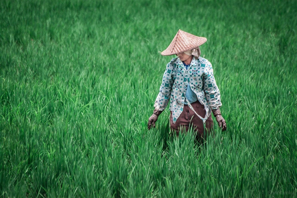 Farmer in Ubud, Bali island, Indonesia