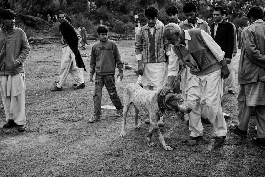 Pakistani-Dog-for-Fighting9