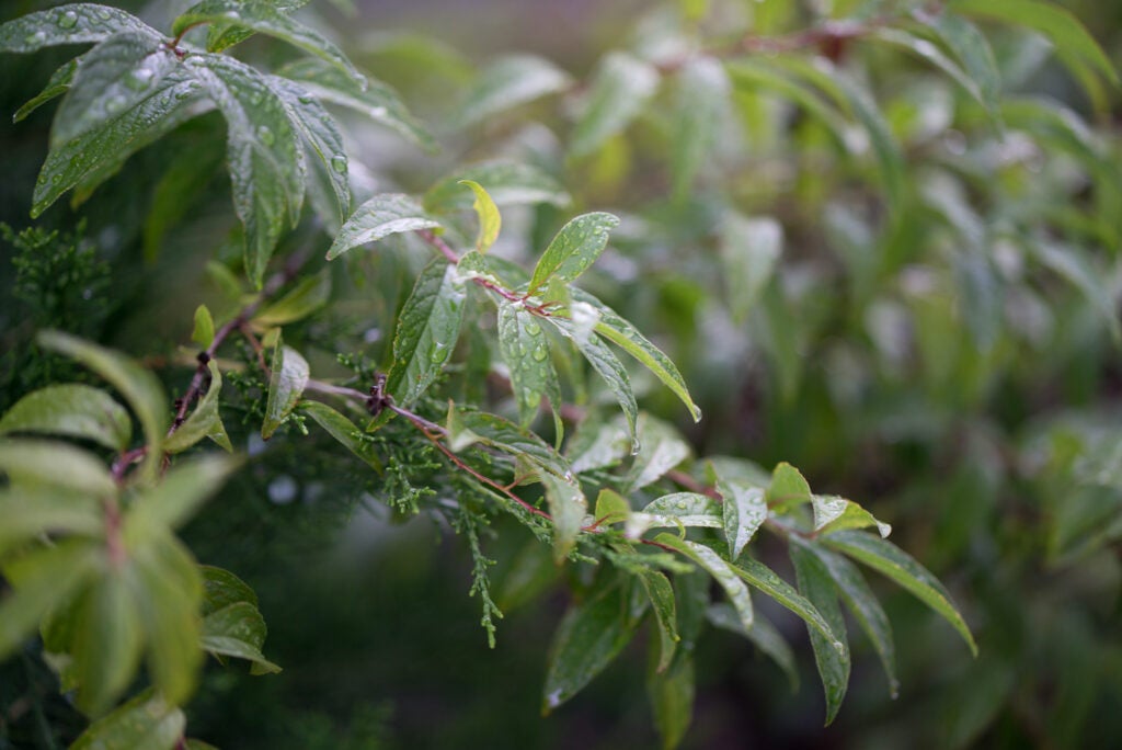 Some leaves after a quick burst of rain.