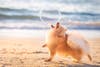 Pomeranian playing with bubble