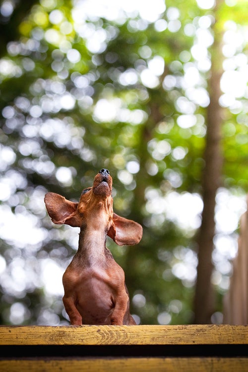 Greta, mini-dachshund