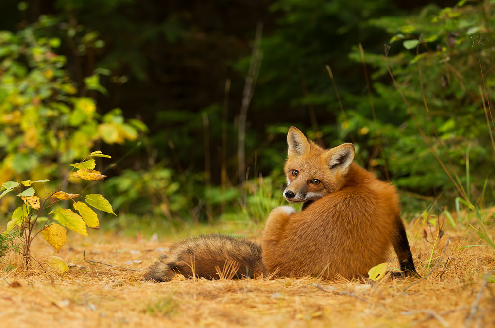 Today's Photo of the Day was taken by Jim Cumming in Algonquin Park in Ontario. Cumming used a Canon EOS 7D with a EF 70-200mm f/2.8L IS II USM lens at 1/250 sec, f/3.2 and ISO 320 to capture this red fox. See more work <a href="https://www.flickr.com/photos/jimcumming/">here. </a>