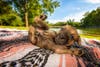 puppy on blanket