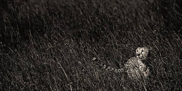 September Photo Challenge: Monochrome Animal Pictures September Photo Challenge: Monochrome Animal Pictures