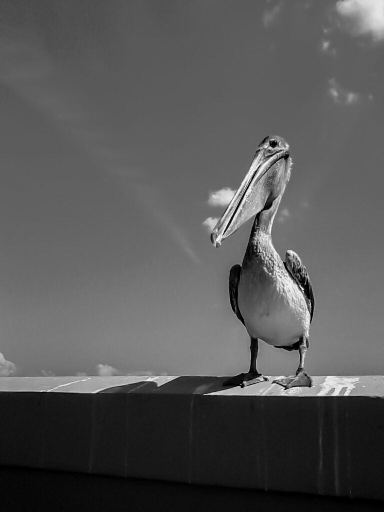 Mr. Pelican