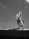 Mr. Pelican