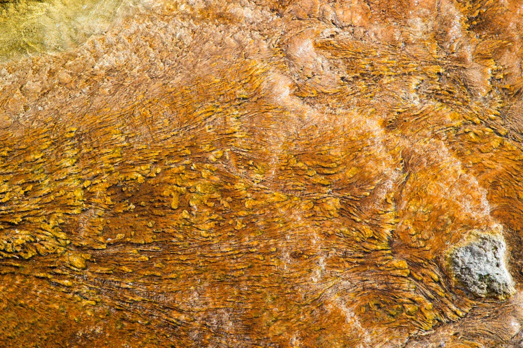 I enjoyed photographing various types of algae in geothermal water flows during our most recent trip to Yellowstone. The patterns and colors yield abstract images that encourage viewers to ask "What is that?"