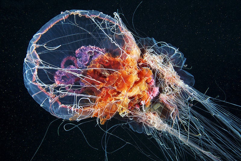 cyanea capillata feeding.jpg