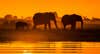 Elephant Family at Chobe River Sunset