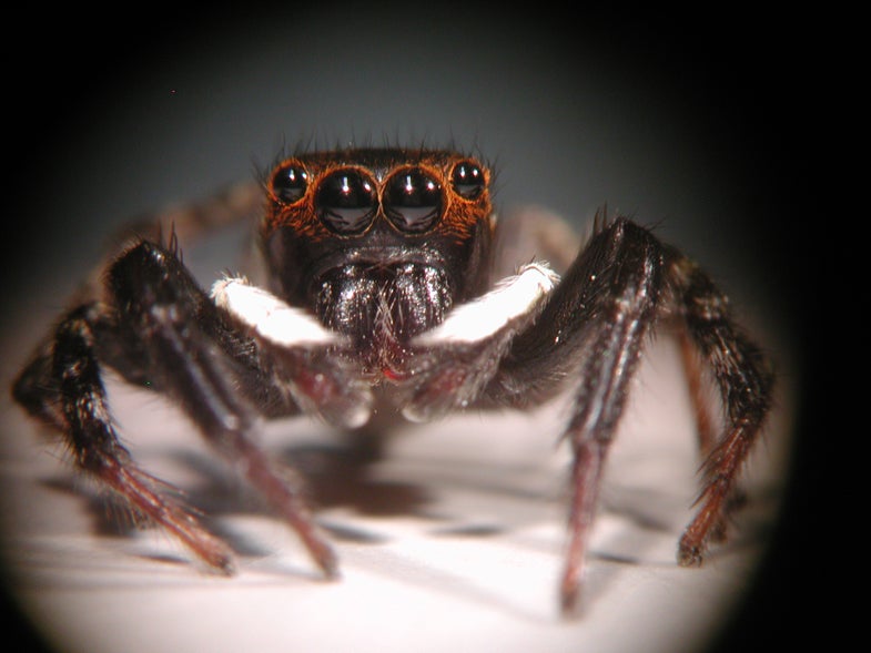 Jumping spiders