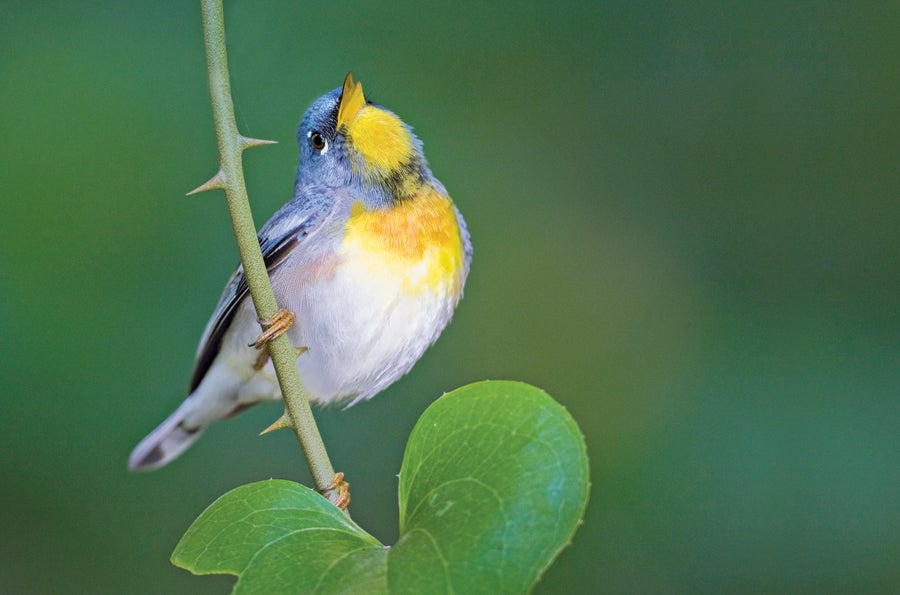 bird photo of the day jan. 25