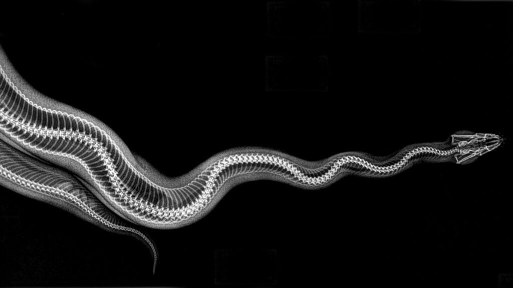 X-ray of a large snake