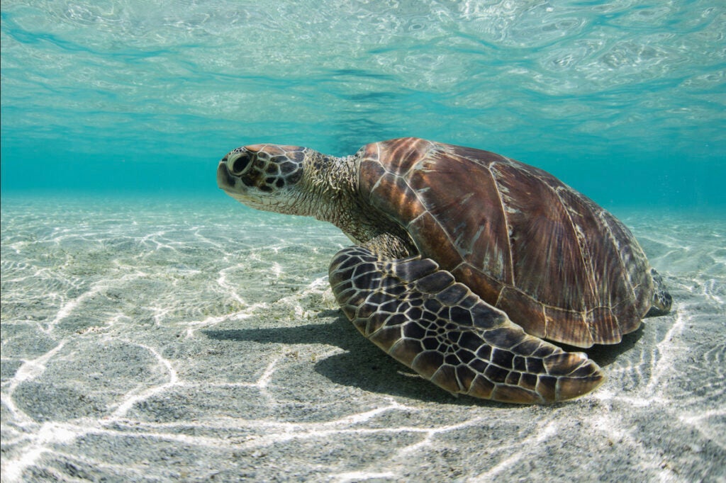 Today's Photo of the Day comes from Markolf Zimmer and was taken at the Low Island in Queensland, Australia. Zimmer shot this sea turtle using a Canon EOS 5D Mark III with a 15mm lens at 1/640 sec, f/6.3 and ISO 400. See more of his underwater work <a href="http://www.flickr.com/photos/markolfzimmer/">here.</a>