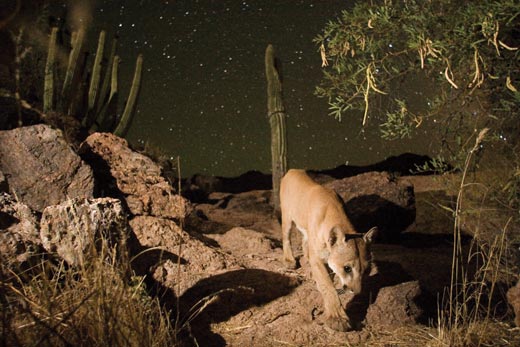 Capturing-the-Big-Cat-Steinmetz-and-a-mountain-li