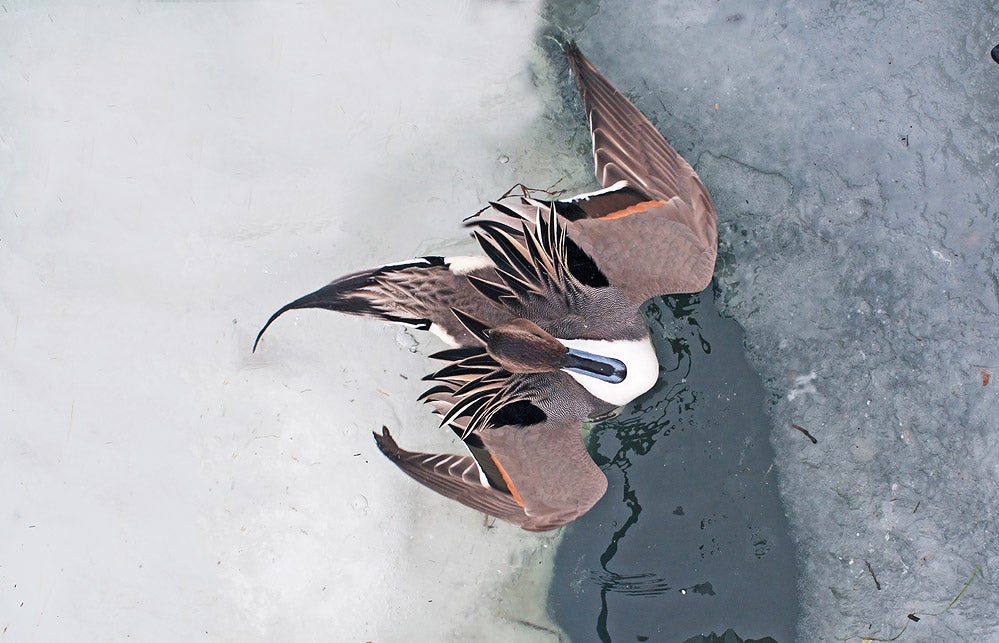 Pintail Hokkaido Japan