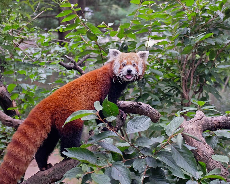 Robert Mooney captured this most expressive red panda at New York City's Central Park Zoo; he shot with a <a href="https://www.popphoto.com/gear/2013/06/camera-test-fujifilm-x100s/">Fujifilm X100S</a>. See more of his work <a href="http://www.flickr.com/people/81533006@N00/">here</a>.
