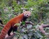 Robert Mooney captured this most expressive red panda at New York City's Central Park Zoo; he shot with a <a href="https://www.popphoto.com/gear/2013/06/camera-test-fujifilm-x100s/">Fujifilm X100S</a>. See more of his work <a href="http://www.flickr.com/people/81533006@N00/">here</a>.