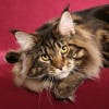 maine-coon-michaelangelo.jpg