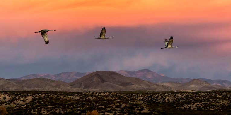 Mentor Series: Bosque Del Apache