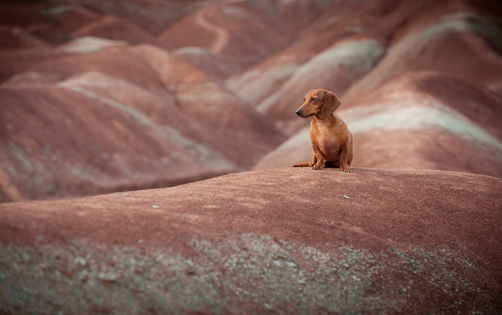 Fritz, mini-dachshund