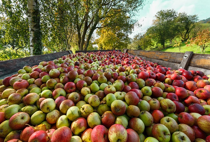 Today's Photo of the Day was captured by Harald Schnitzler while harvesting apples in Switzerland. Harald used a Canon EOS 6D with an EF17-40mm f/4L USM lens. See more of Harald's work<a href="http://www.flickr.com/photos/schnitzler/"> here. </a>