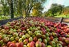 Today's Photo of the Day was captured by Harald Schnitzler while harvesting apples in Switzerland. Harald used a Canon EOS 6D with an EF17-40mm f/4L USM lens. See more of Harald's work<a href="http://www.flickr.com/photos/schnitzler/"> here. </a>