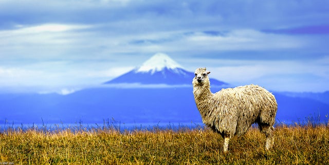 Today's Photo of the Day comes from Matias Negrete-Pincetic and was shot in Puerto Octay in Southern Chile. Matias used a Canon EOS 6D with a EF 70-200mm f/2.8L IS II USM lens at 1/4000, f/2.8 and ISO 100 to capture this single alpaca. See more work <a href="http://www.flickr.com/photos/116324769@N08/">here.</a>