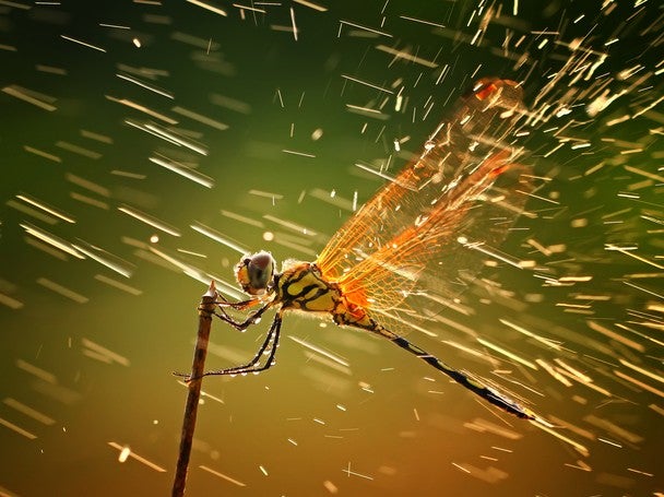 "dragonfly"