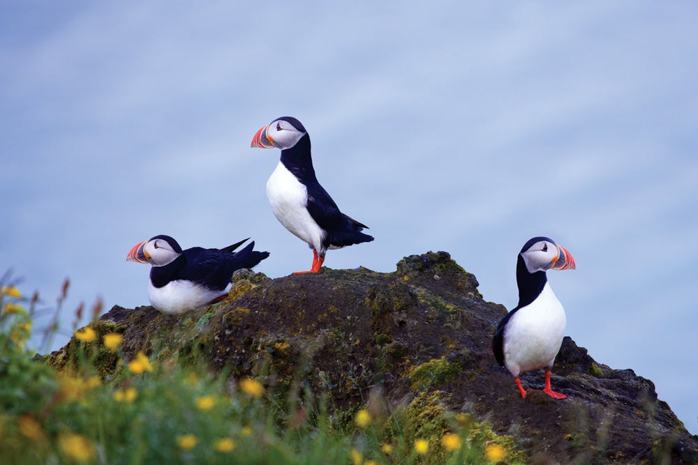 Puffins, DyrhÃ³laey