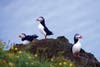 Puffins, DyrhÃ³laey