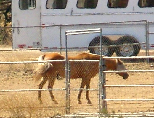 "Samsung-NV11-A-full-sized-crop-of-the-horse-field"