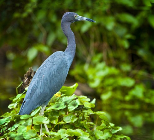 tortuguero-national-park.jpg