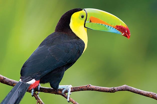 Keel Billed Toucan, from Central America.
PPH0513_HOT