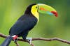 Keel Billed Toucan, from Central America.
PPH0513_HOT