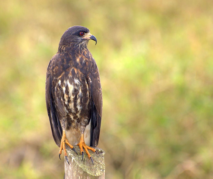 snail kite