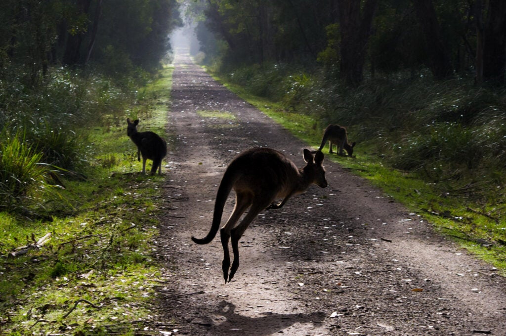 Today's Photo of the Day comes from Flickr user Ghatamos and was taken in Lysterfield Park in Australia using a Pentax K-r at 1/500 sec, f/11 and ISO 800. See more work <a href="https://www.flickr.com/photos/baconizedhameister/">here.</a>