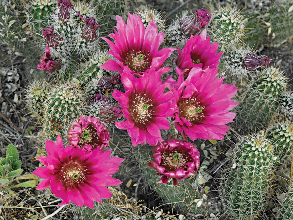 Bonus Image: Big Bend National Park