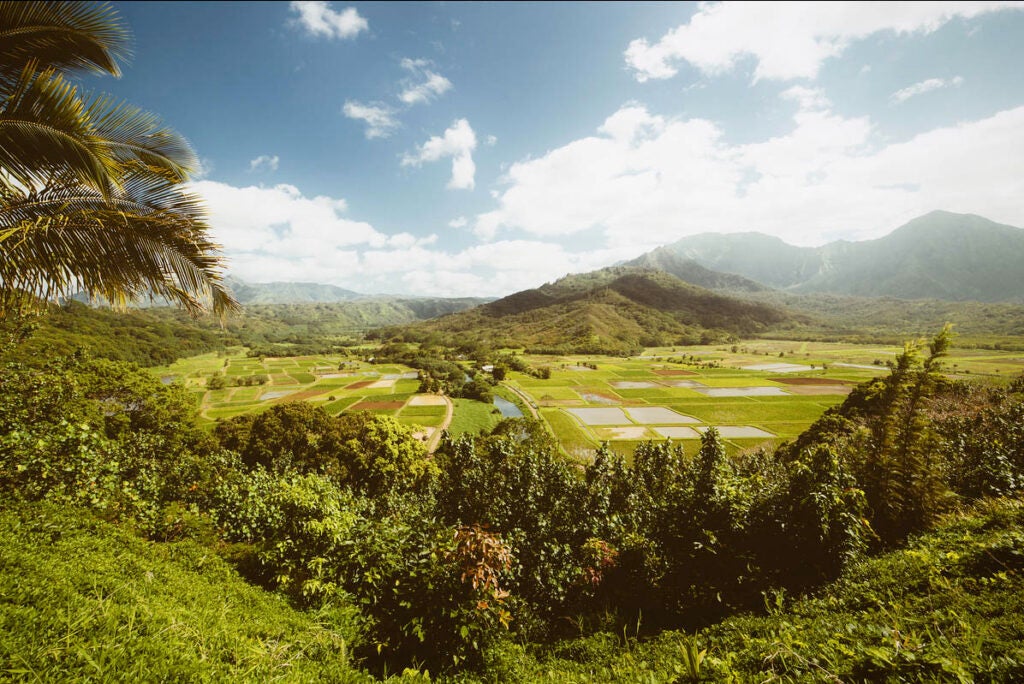 Quintin made today's Photo of the Day at Taro Fields in Hanalei Valley Kaua'i, Hawaii, using a Canon EOS 5D Mark II and a 14mm lens. His exposure: ISO 100, at 1/100 sec; f/stop was not recorded. You can see more of his photos <a href="https://www.flickr.com/photos/theq/">here</a>. Want to be featured as our next Photo of the Day? Simply submit you work to our <a href="http://www.flickr.com/groups/1614596@N25/pool/page1">Flickr page</a>