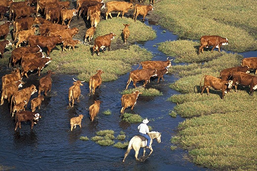 Before-They-re-Gone-Cattle-cross-the-wet-pasture