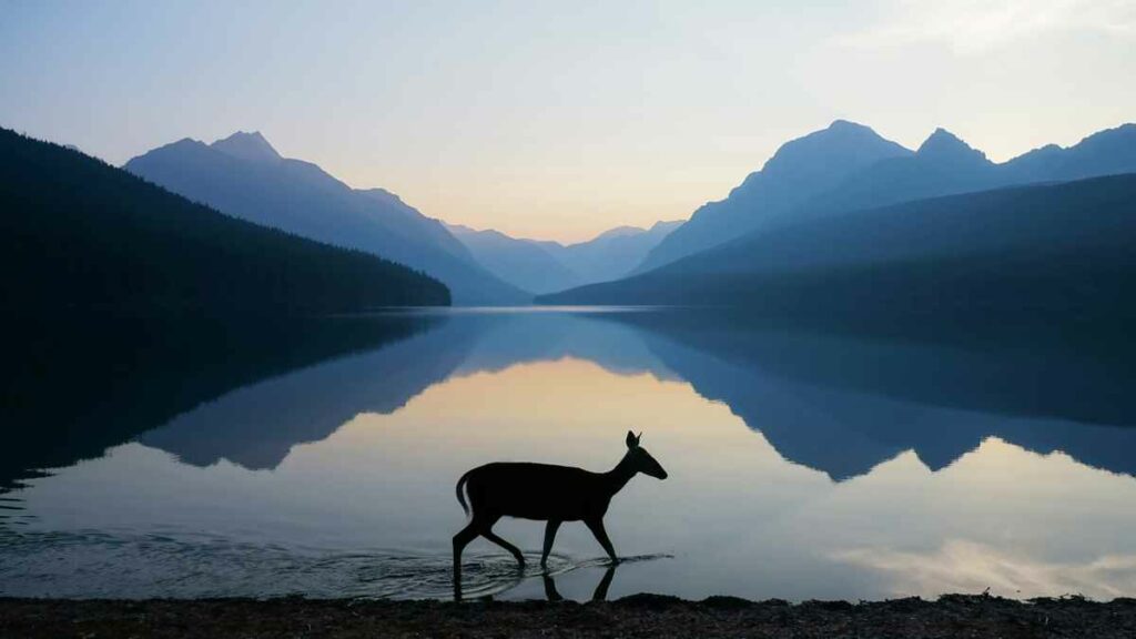 While shooting sunrise at Bowman Lake In Glacier National Park I was fraced with this meandering doe. What a compliment to the scenery! I scrambled frantically to change the settings on my camera to capture the movement and was able to grab a solitary shot before the moment was gone forever. Sony A6000, 18-55, Intelligent Auto Mode