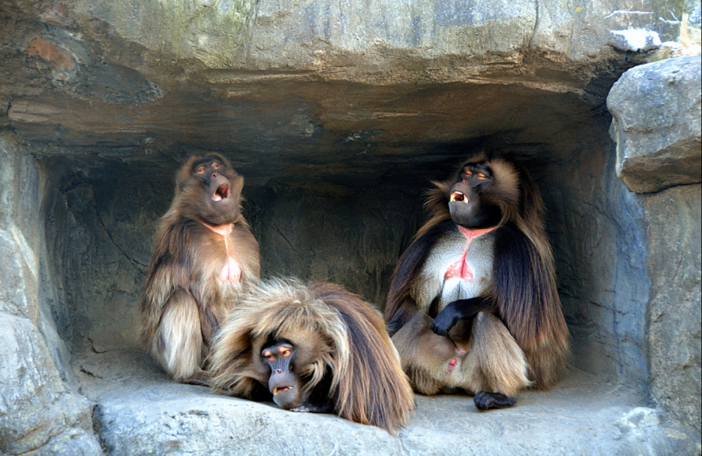 Today's Photo of the Day was captured by Eddie Crimmins at the Bronx Zoo. Eddie captured these baboons on a Nikon D7000 with an 18-200mm f/3.5-5.6 lens. See more of Eddie's work <a href="https://www.flickr.com/photos/edcnyc/">here.</a> Want to be featured as our next Photo of the Day? Simply submit your work to our <a href="http://www.flickr.com/groups/1614596@N25/pool/page1">Flickr page. </a>