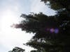 tree against blue sky